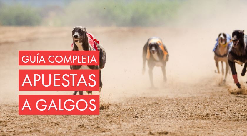 Tácticas para apostar en galgos