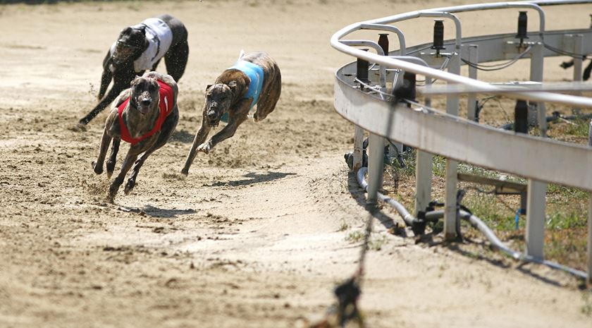 Jackpots progresivos de carreras de galgos